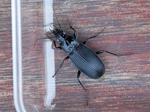 Pterostichus niger